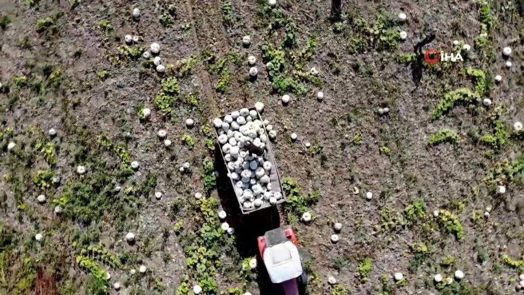 O ilimizde yetişiyor: Almanlar ve İtalyanlar kapış kapış alıyor! Çorba, lokum, marmelat, reçel yapılıyor 23